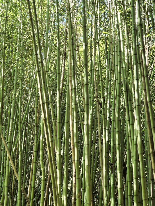 Dense bamboo forest with tall green stalks reaching upward, creating a natural canopy. Sunlight filters through the leaves, highlighting the distinctive segmented pattern of the bamboo stems.